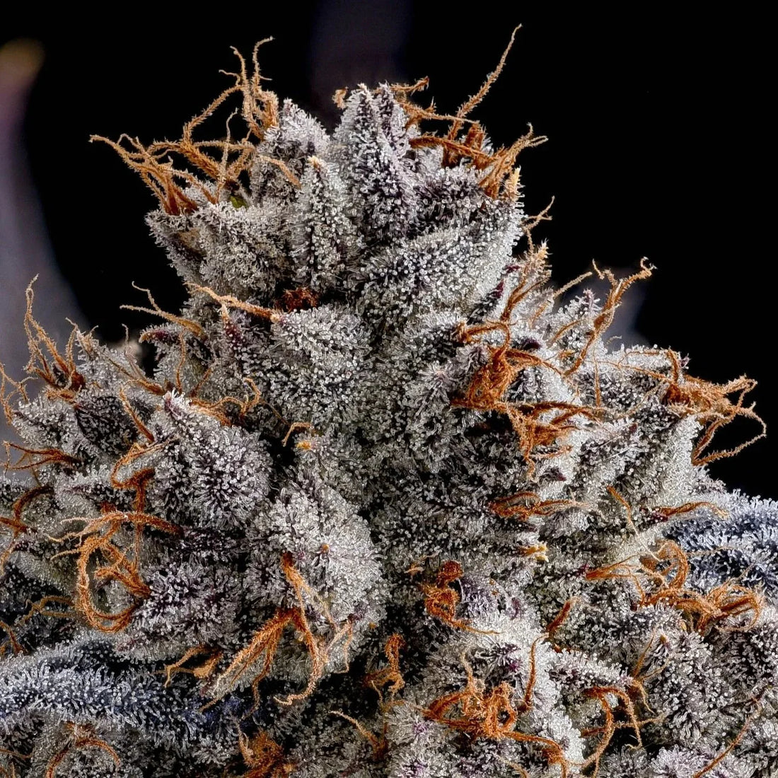 Quality over Quantity